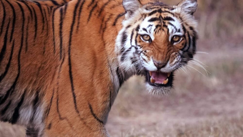 Jim Corbett National Park Tiger