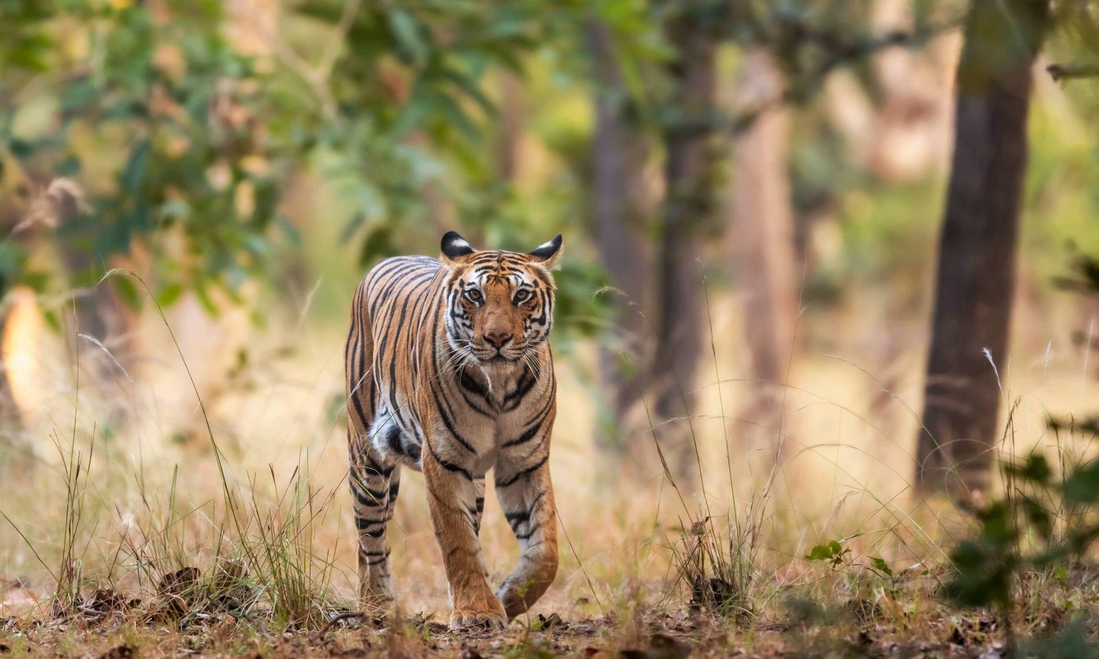 Bandhavgarh National Park-Best Wildlife Photography Places in India