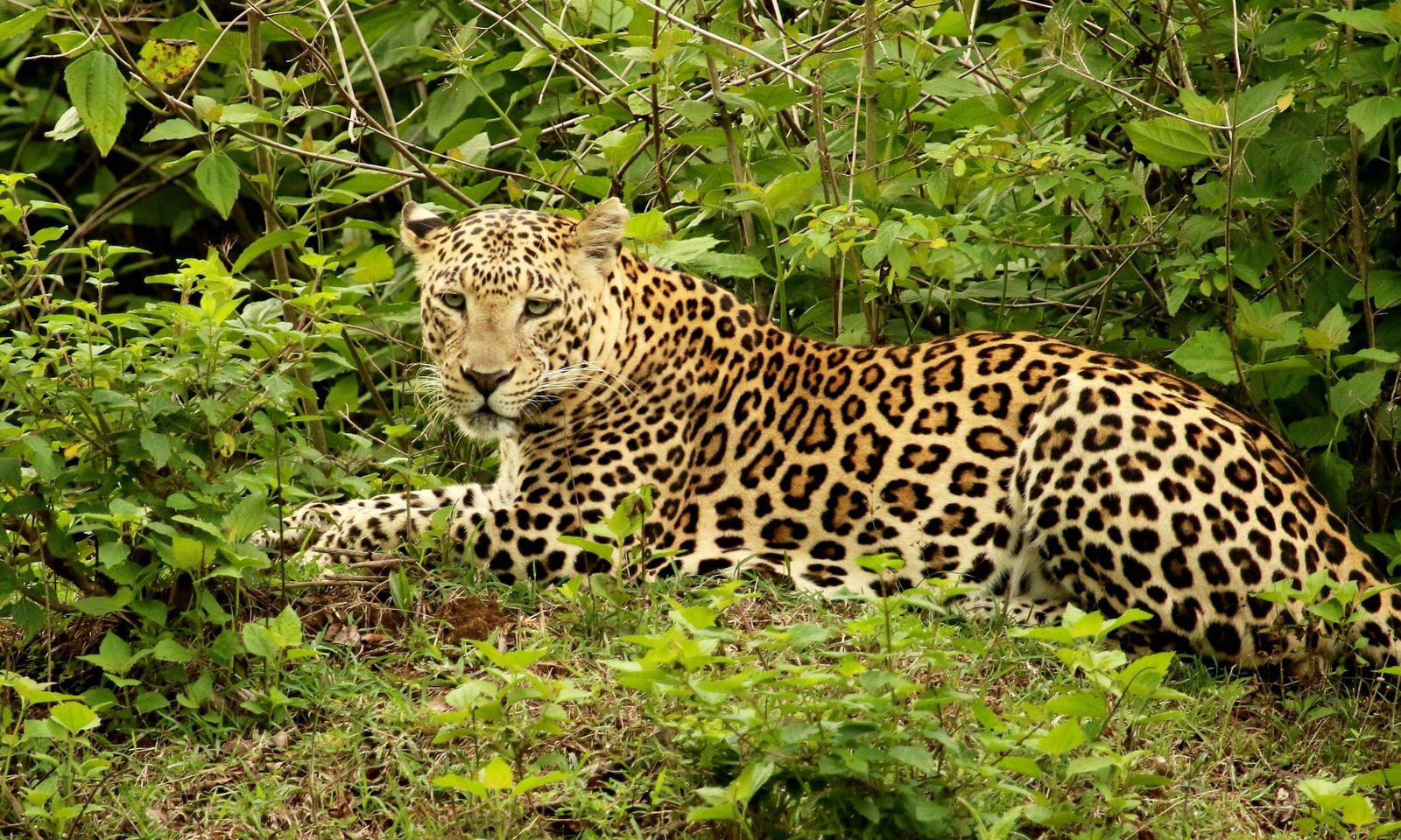 Bandipur National Park- Best Wildlife Photography Place in India