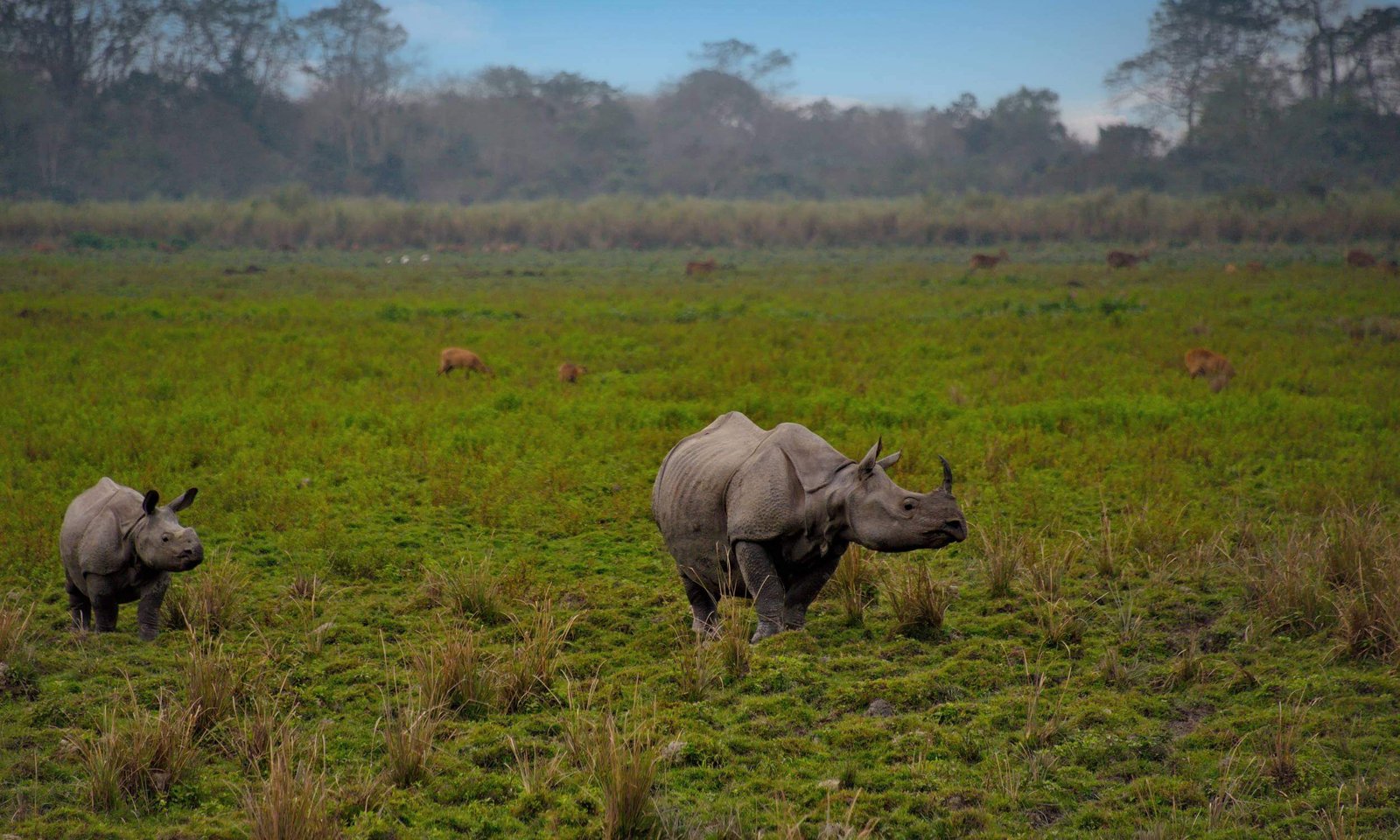 Kaziranga National Park-Top Wildlife Photography Location in India