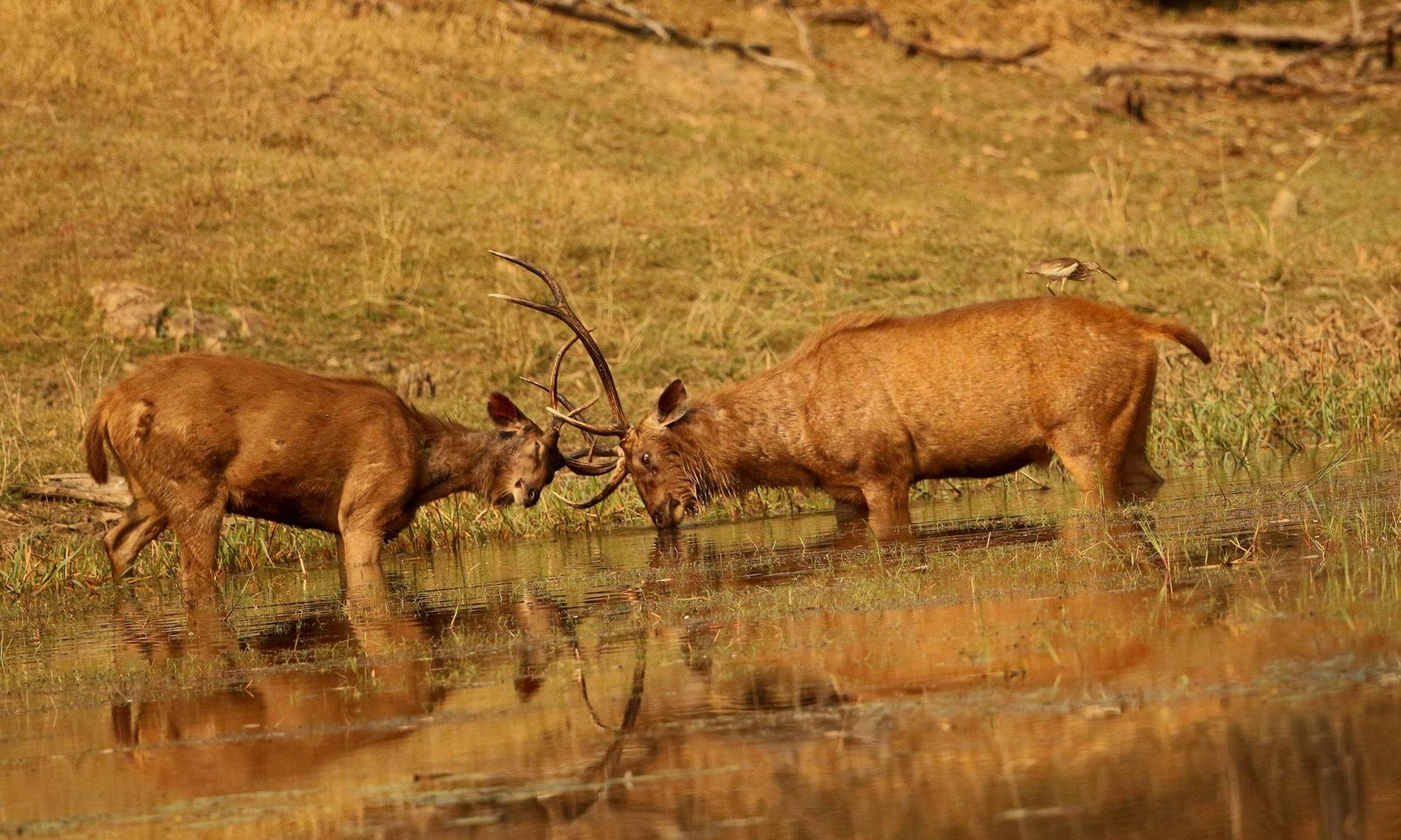Pench National Park-Top Wildlife Photography Places in India