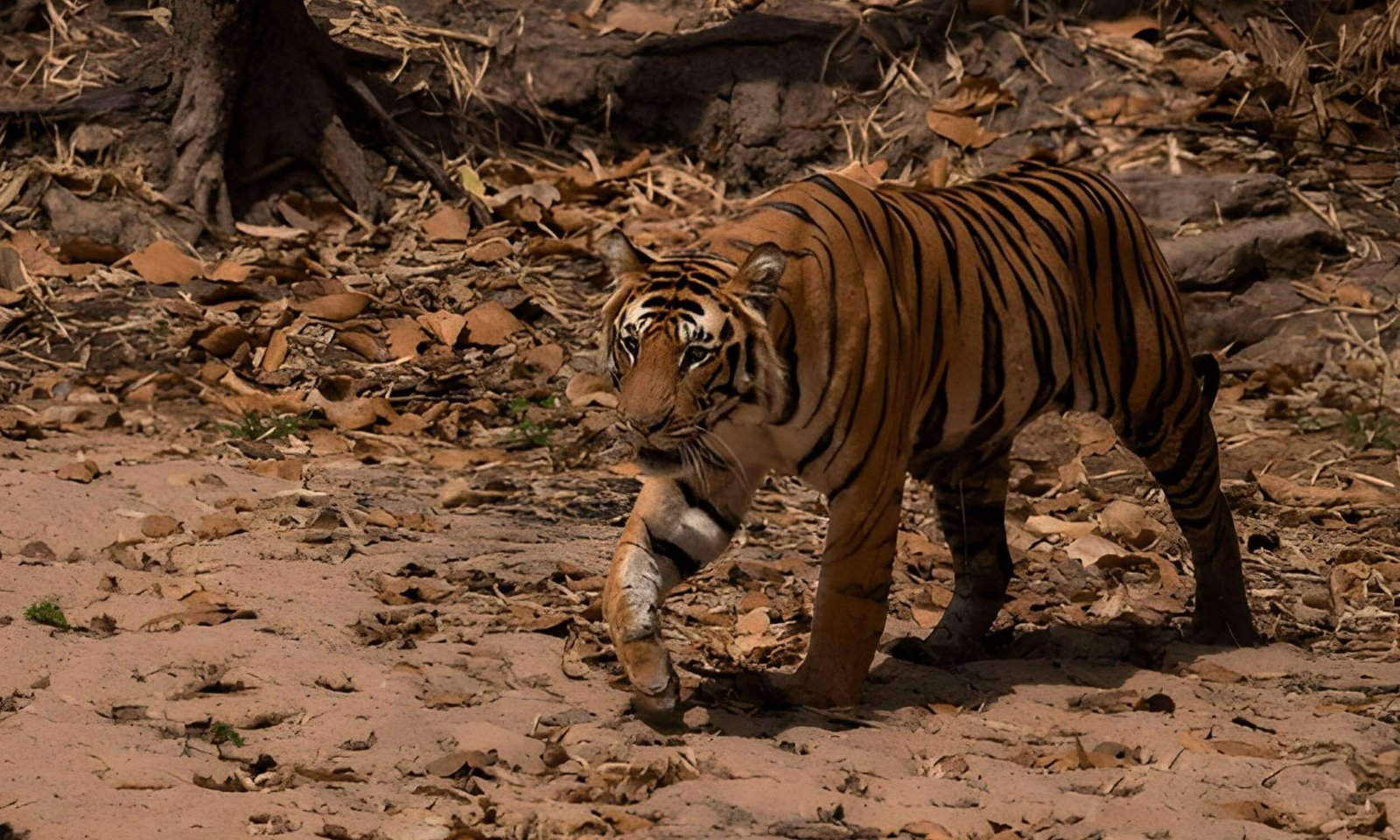 Bandhavgarh National Park- Best Destinations for December