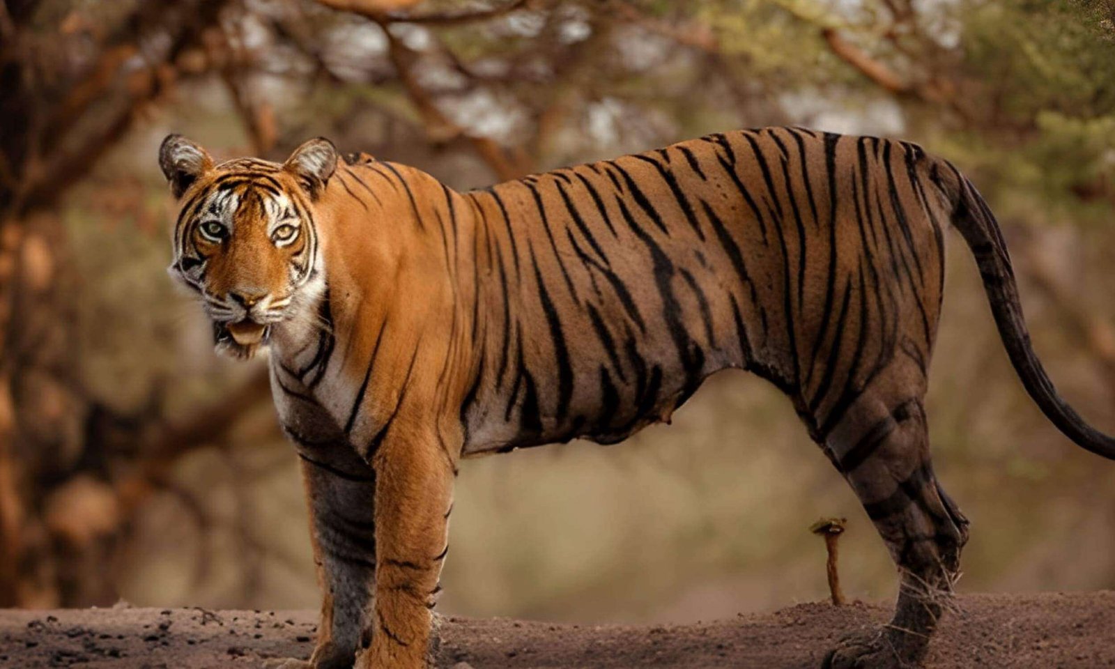 Ranthambore National Park Rajasthan