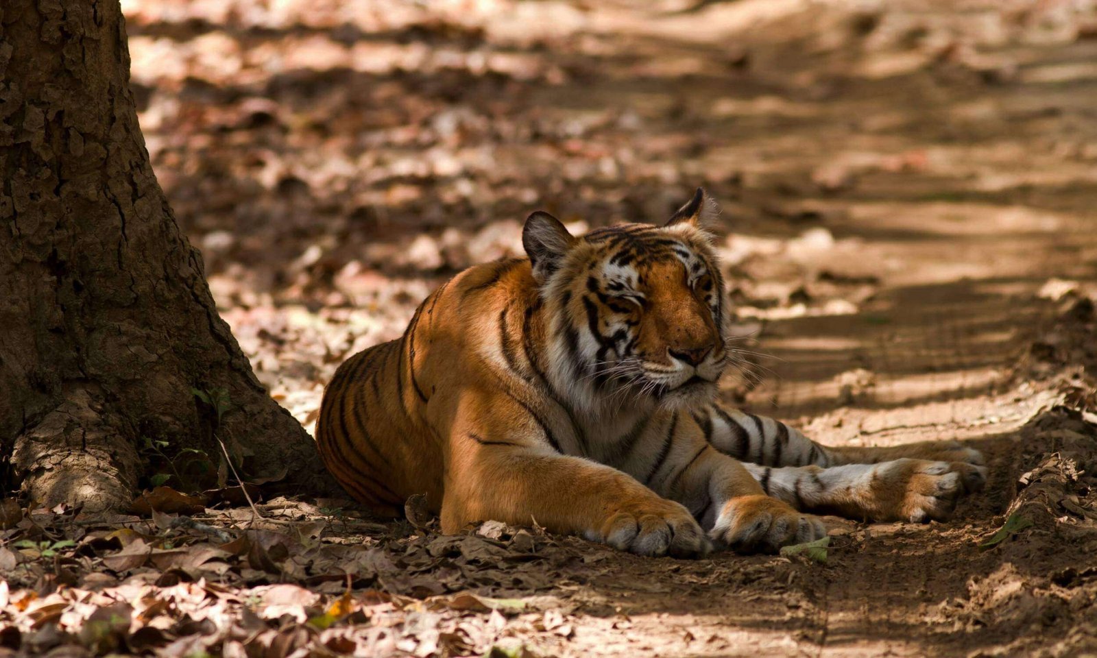 Corbett National Park-Best Family Weekend Getaways from Delhi