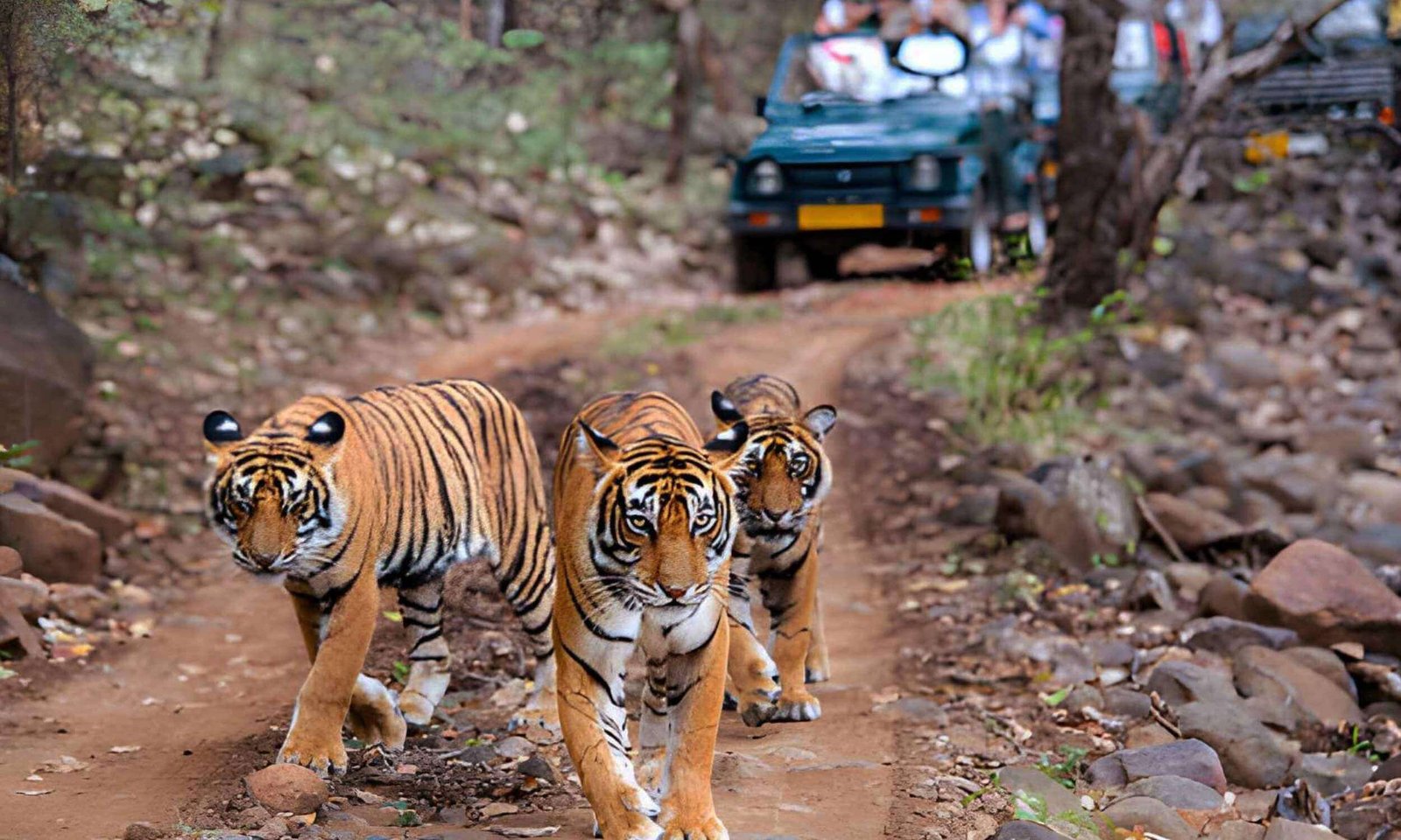 Ranthambore- Best Family Weekend Getaways from Delhi