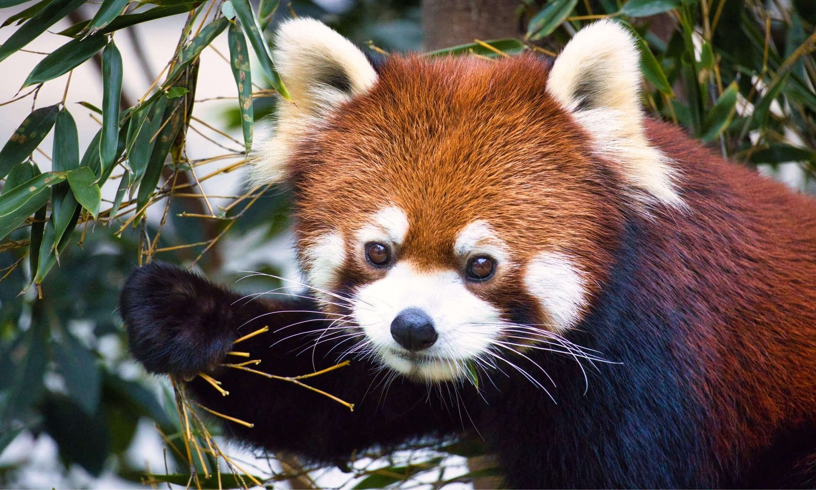 Sikkim Tourism- Wildlife Tourism in Sikkim