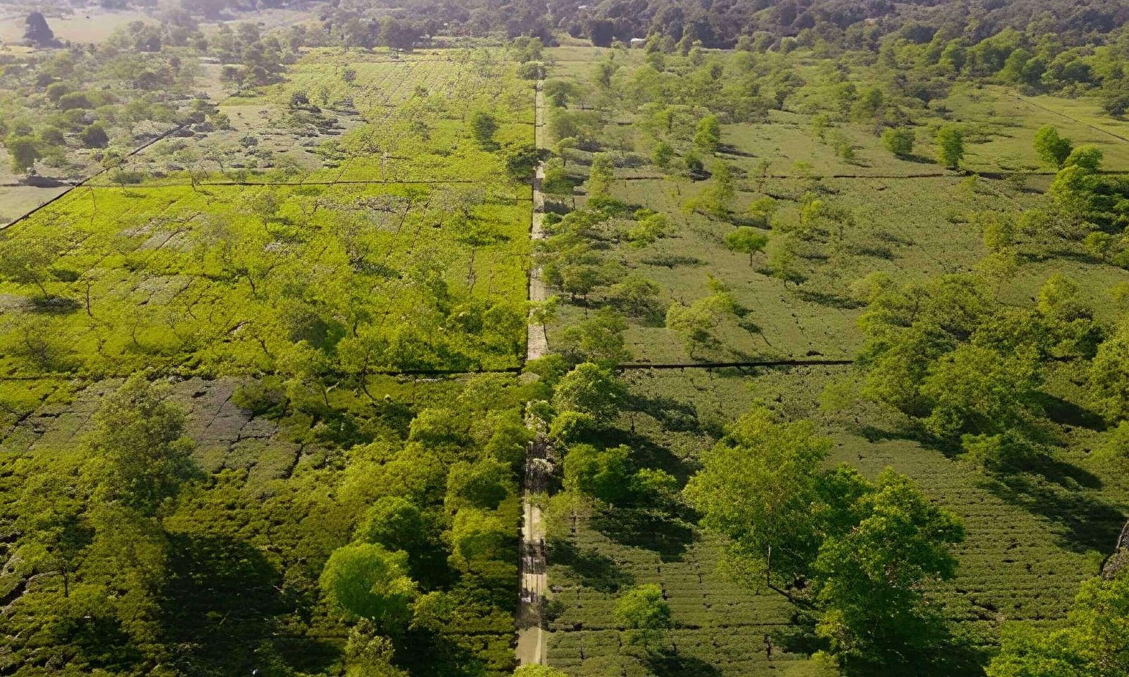 Best Places to Visit in Assam