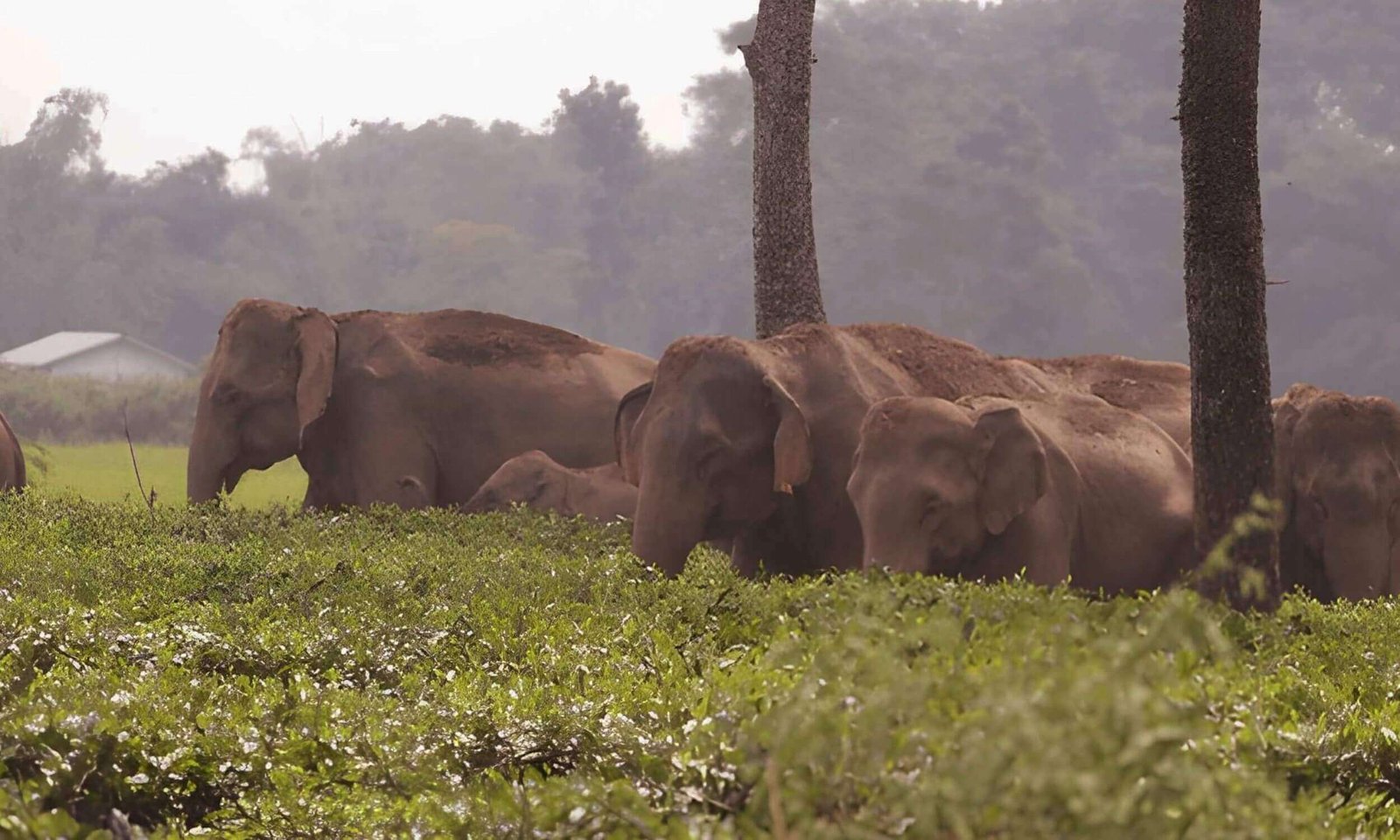 Best Places to Visit in Assam